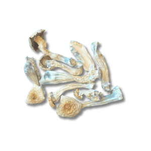 Albino Bluey Vuitton